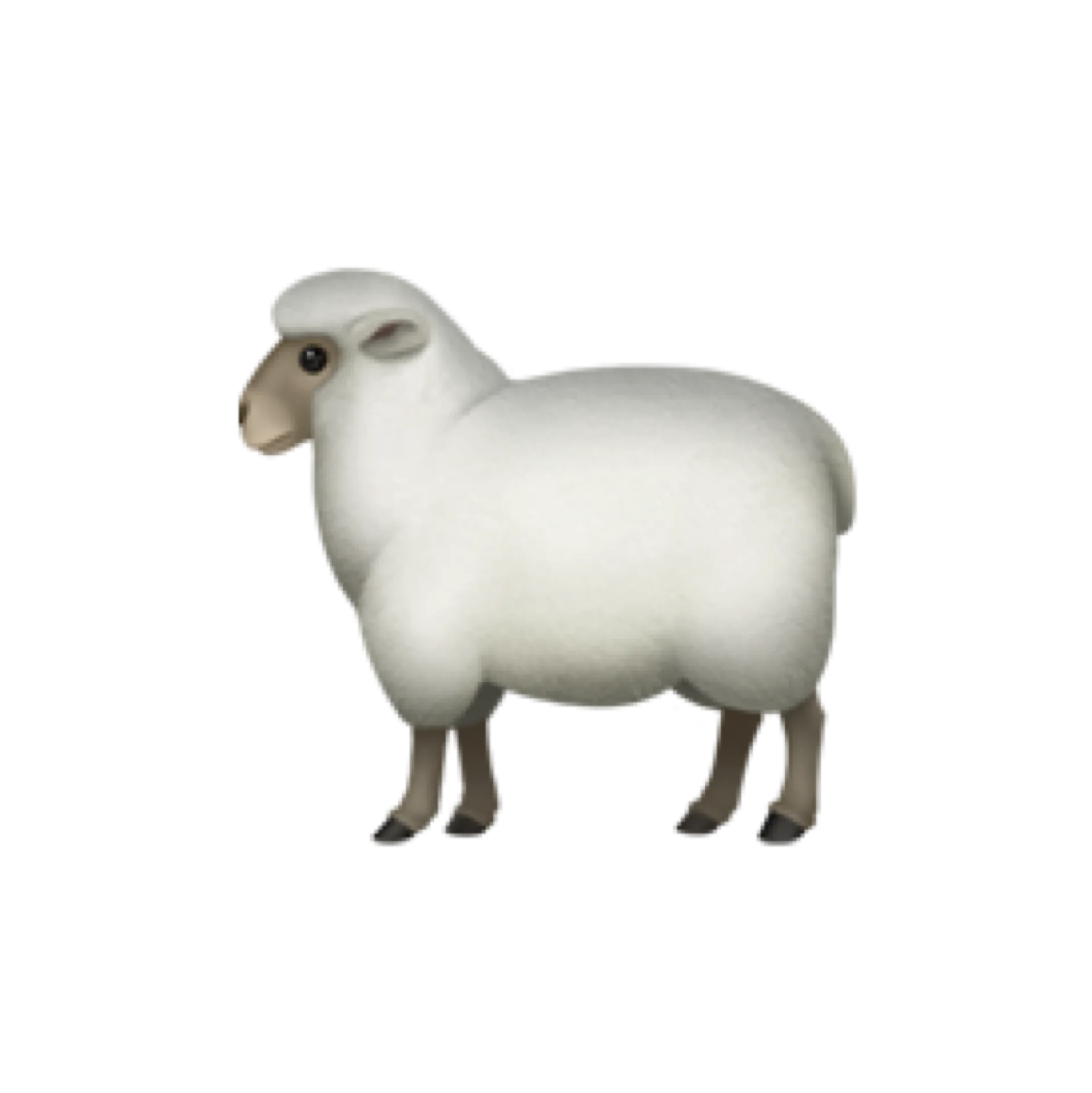 اختبار الأغنام 3 (8 - 12 kg)