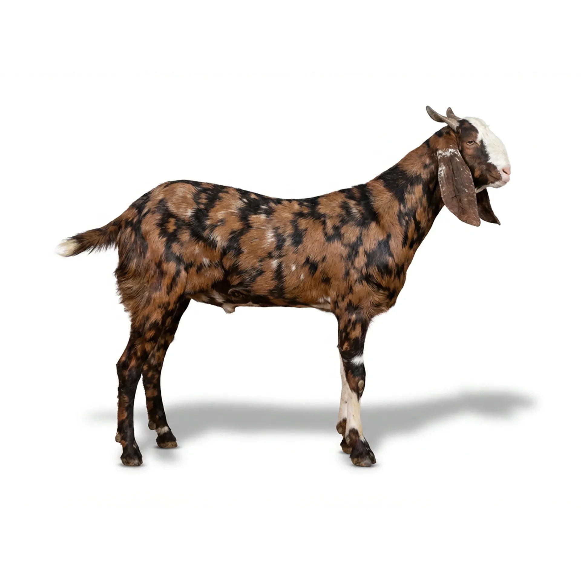 Ajmeri Goat - Sacrifice